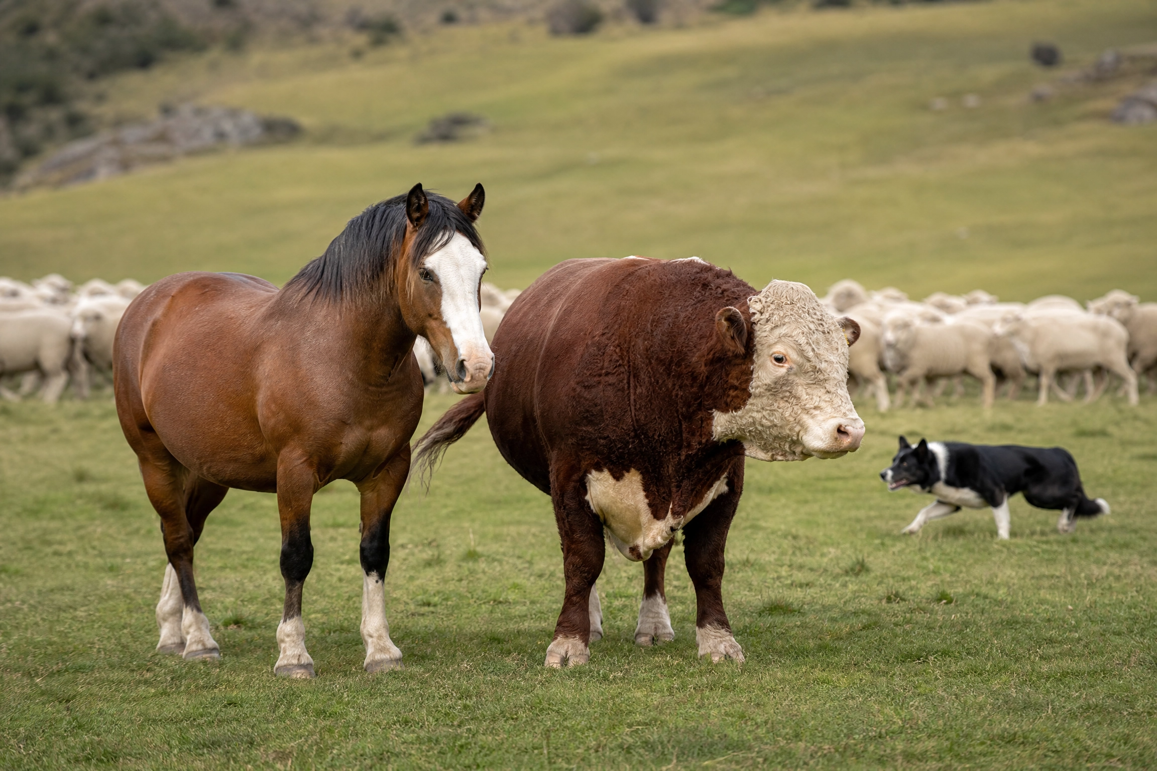Cavalo e Vaca no campo
